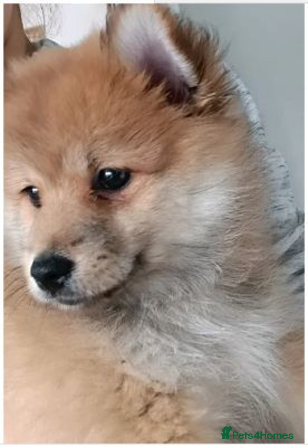 Pomeranian dogs for sale: Energetic Pomeranian - Advert 1