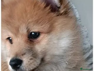 Pomeranian dogs Energetic Pomeranian - Advert 1