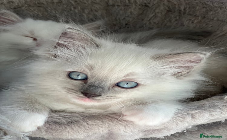 Ragdoll cats - Advert 2