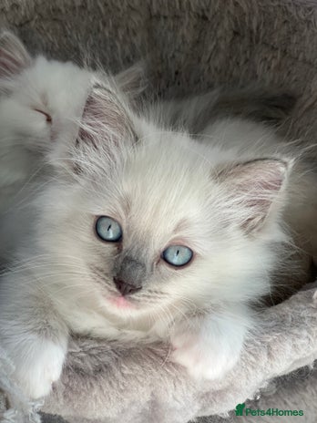 Ragdoll cats - Advert 2