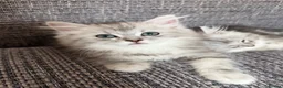 Mixed Breed cats for sale: Stunning Long Haired Chinchilla Ragdoll X Persian - Advert 8