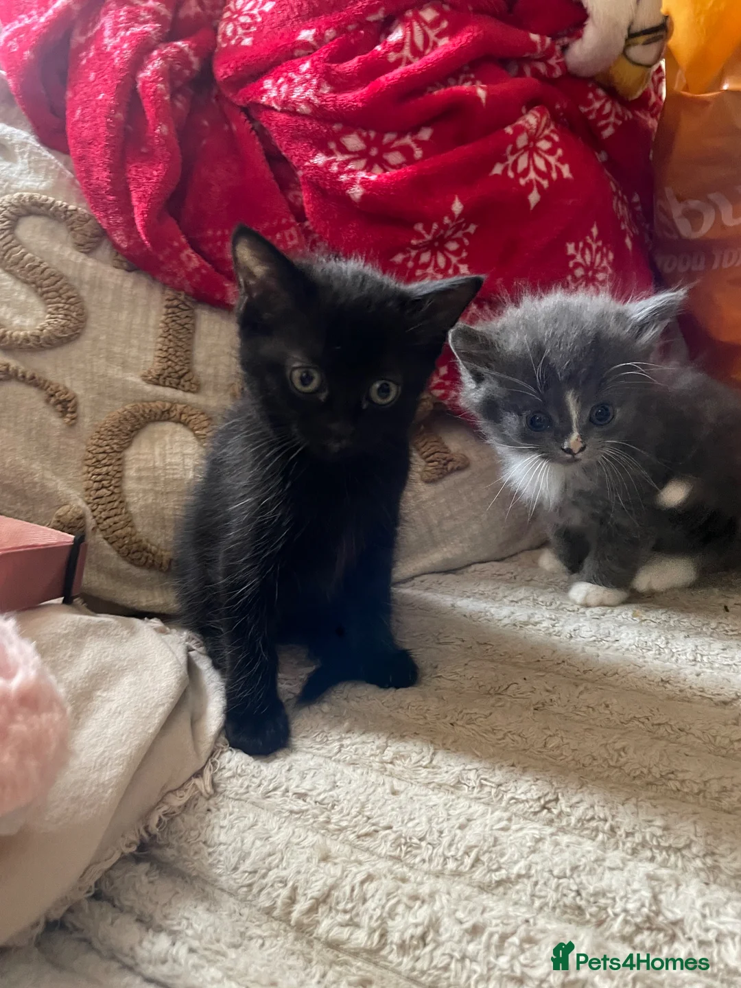 Mixed Breed cats for sale: 2 kittens for sale  - Advert 7