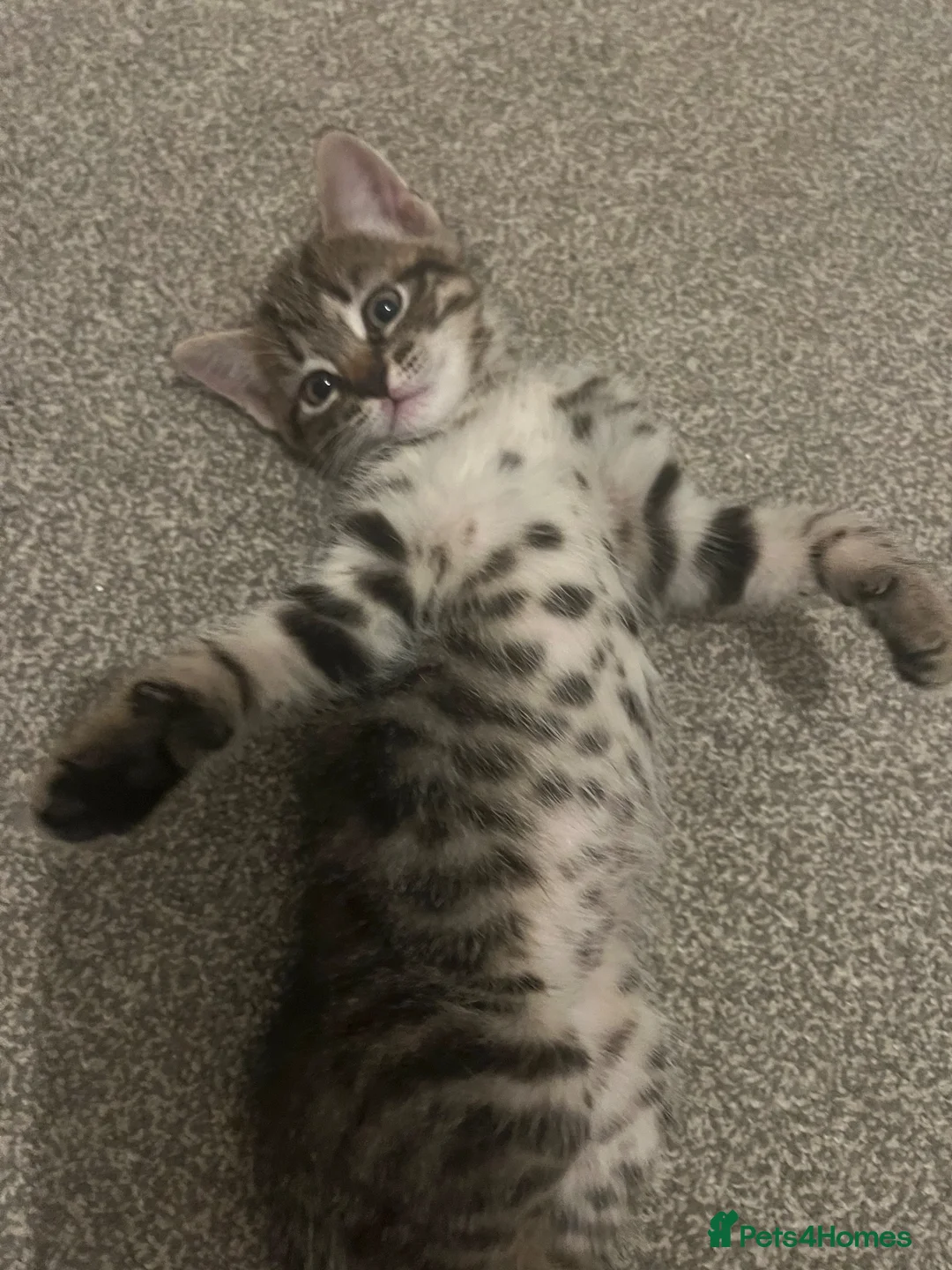Mixed Breed cats for sale: MaineCoon Mix - Advert 11