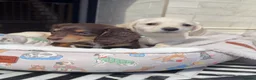 Miniature Dachshund dogs for sale:  Chocolate long hair dapples  - Advert 14