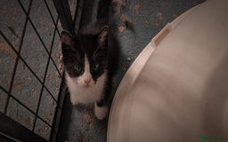 Mixed Breed cats for sale: 4 GORGEOUS BLACK AND WHITE KITTENS - Image 12