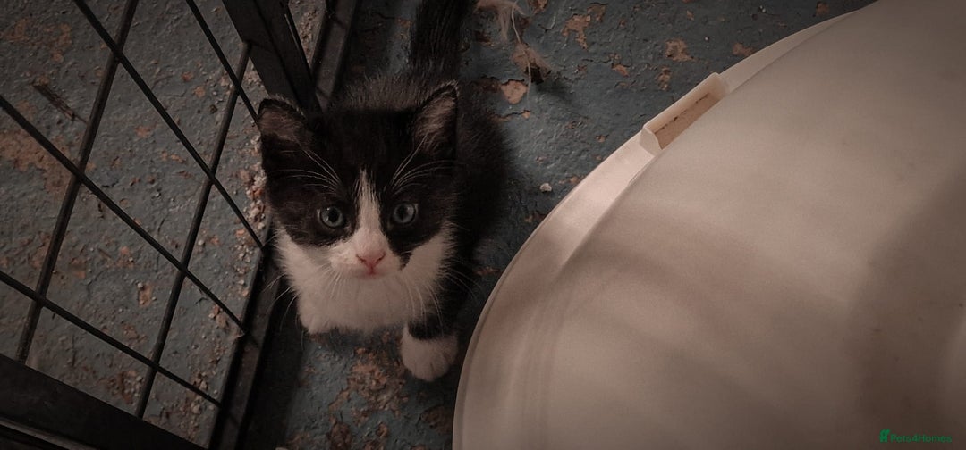 Mixed Breed cats for sale: 4 GORGEOUS BLACK AND WHITE KITTENS - Image 12