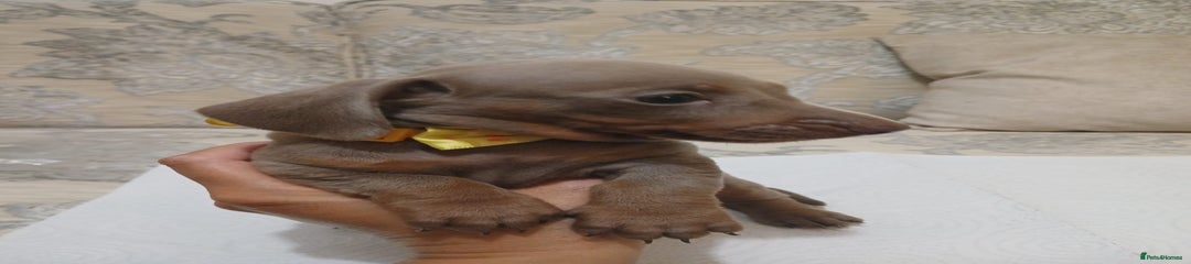 Miniature Dachshund Puppy 3