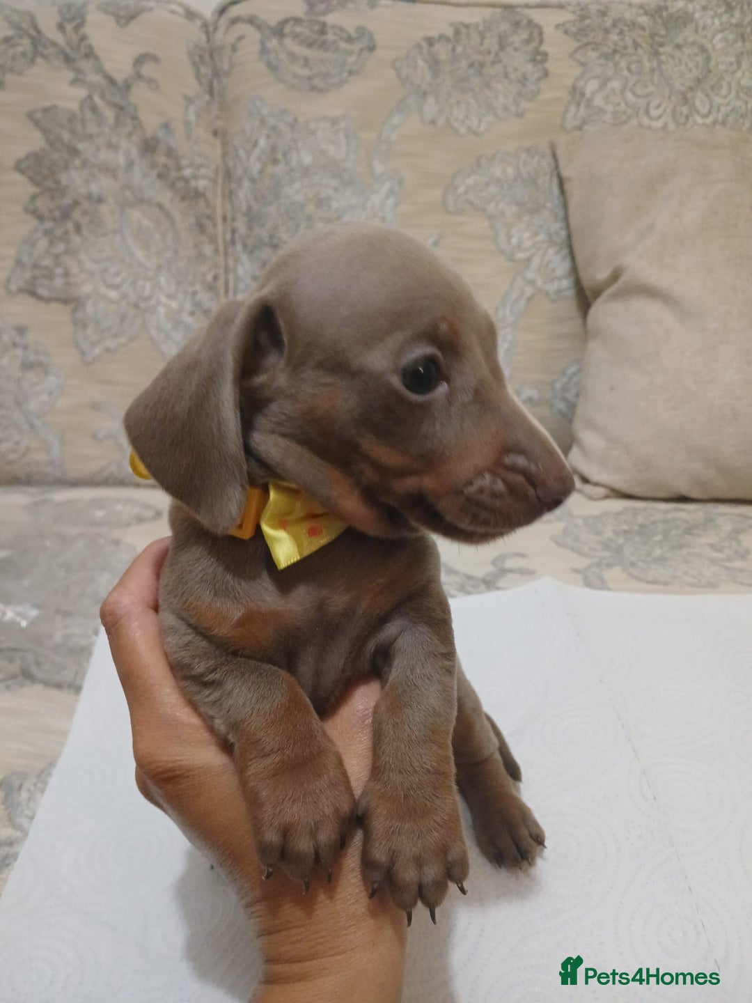 Miniature Dachshund dogs for sale: 5 miniature dachshund - Image 21