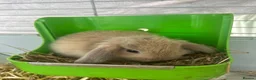 Mini Lop rabbits for sale: Beautiful mini lop bunnies  - Advert 6