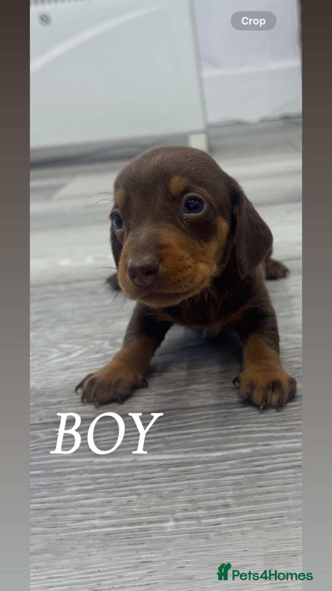 Miniature Dachshund dogs for sale: miniature dachshund - Advert 4