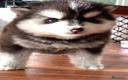 Pomsky dogs for sale: Very Tiny F4 Pomskys  - Image 36
