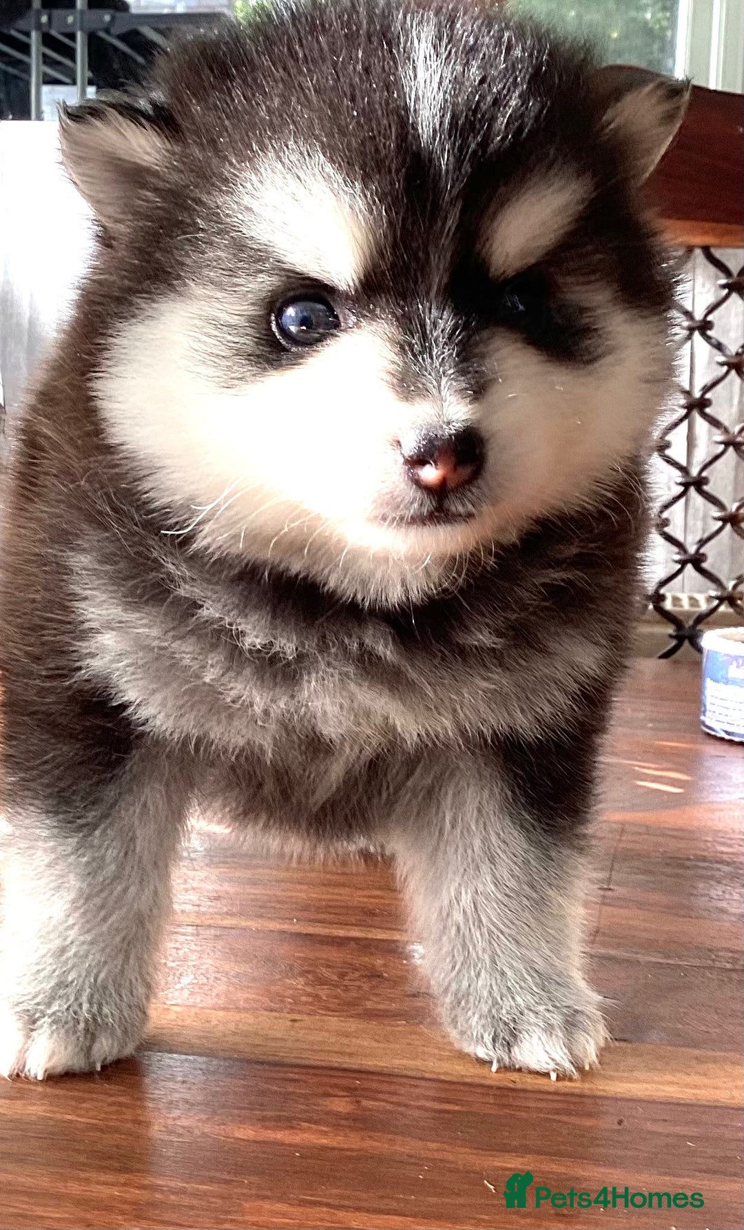 Pomsky dogs for sale: Very Tiny F4 Pomskys  - Image 36