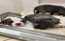 Staffordshire Bull Terrier dogs for sale: Pick of the litter pup available! Ch Bloodline - Image 11