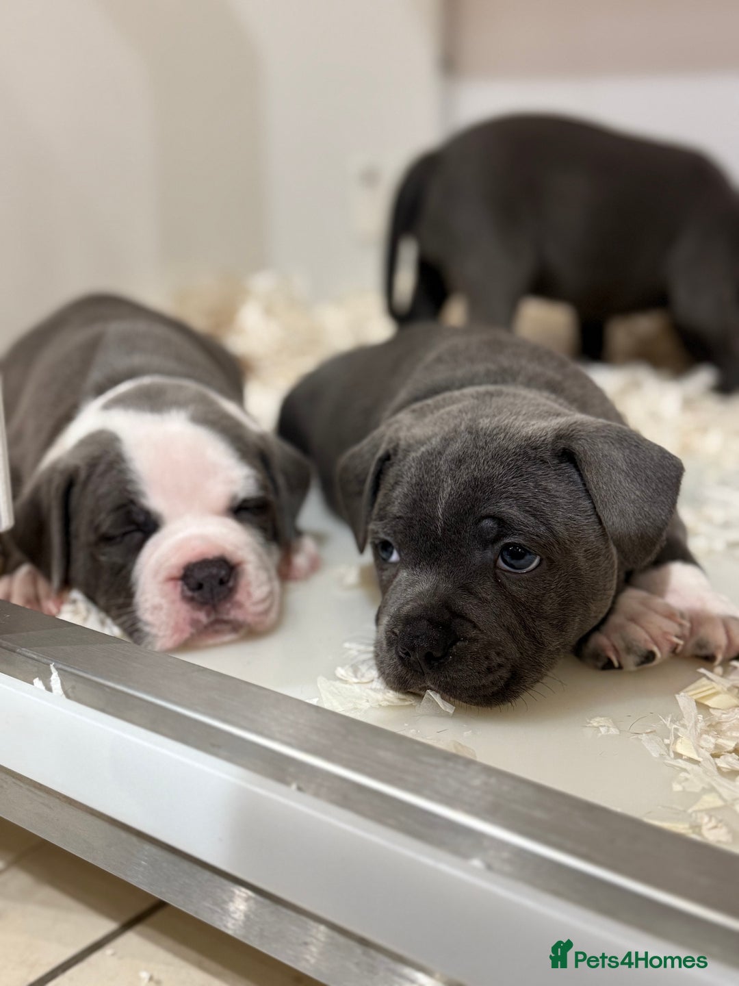 Staffordshire Bull Terrier dogs for sale: Pick of the litter pup available! Ch Bloodline - Image 11