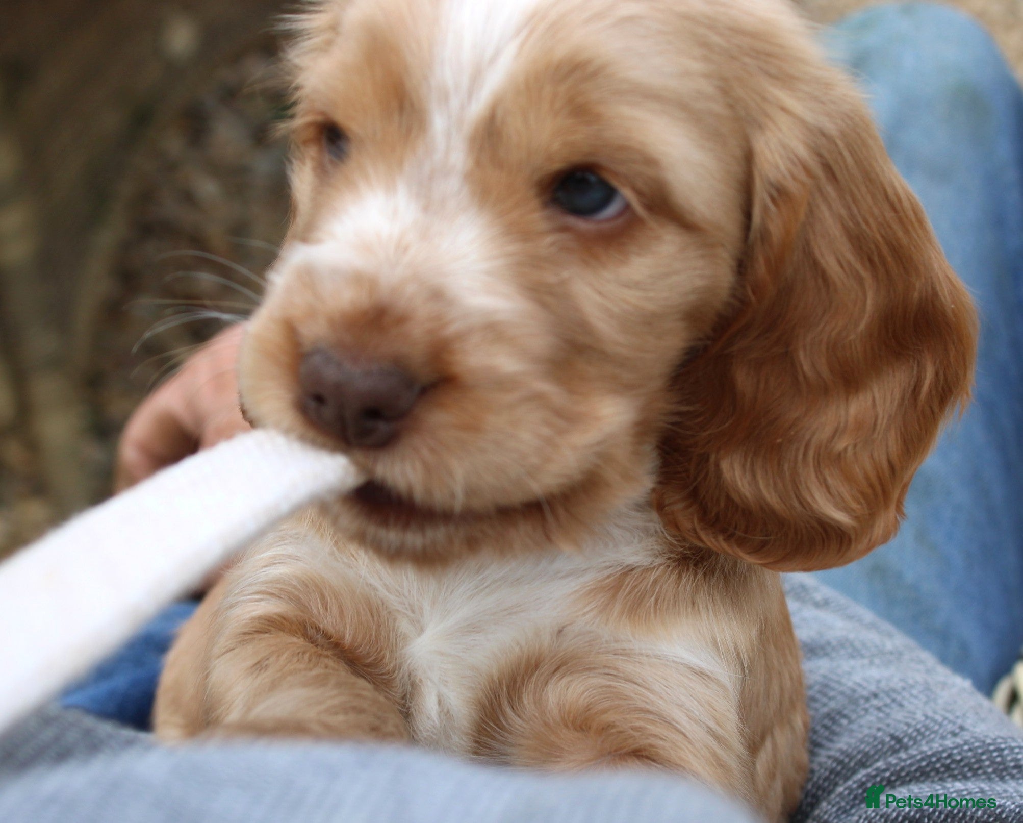 Cocker Spaniel dogs KC  Registered Show Cocker Spaniels - Advert 2