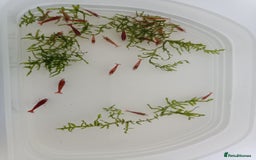 Shrimps fish for sale: Red Cherry Shrimp for sale!! 🦐 - Image 2