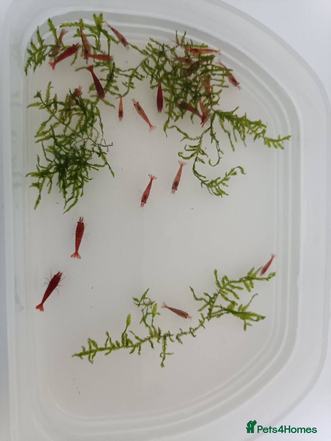 Shrimps fish for sale: Red Cherry Shrimp for sale!! 🦐 - Image 2