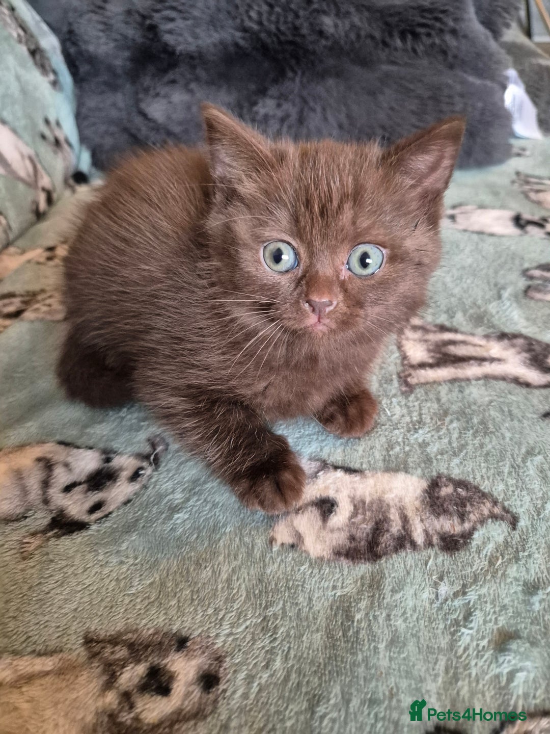 Selkirk Rex cats for sale: Pedigree selkirk rex girls non curly - Advert 9