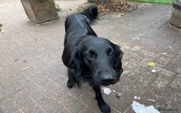 Flat coated Retriever dogs for sale: Flat Coated Retriever Puppies - Image 3