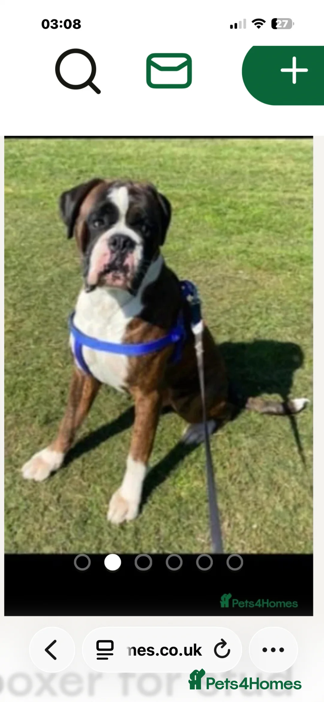 Boxer dogs for sale: Boxer pups for sale  in London - Advert 10