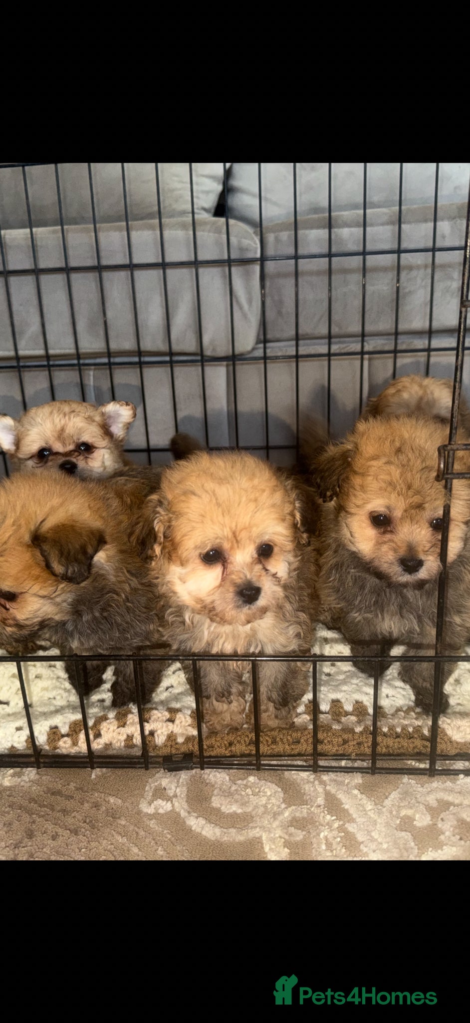 Pomapoo dogs for sale: Pomapoo Puppies  8 Weeks Old ready  Forever Homes - Advert 6