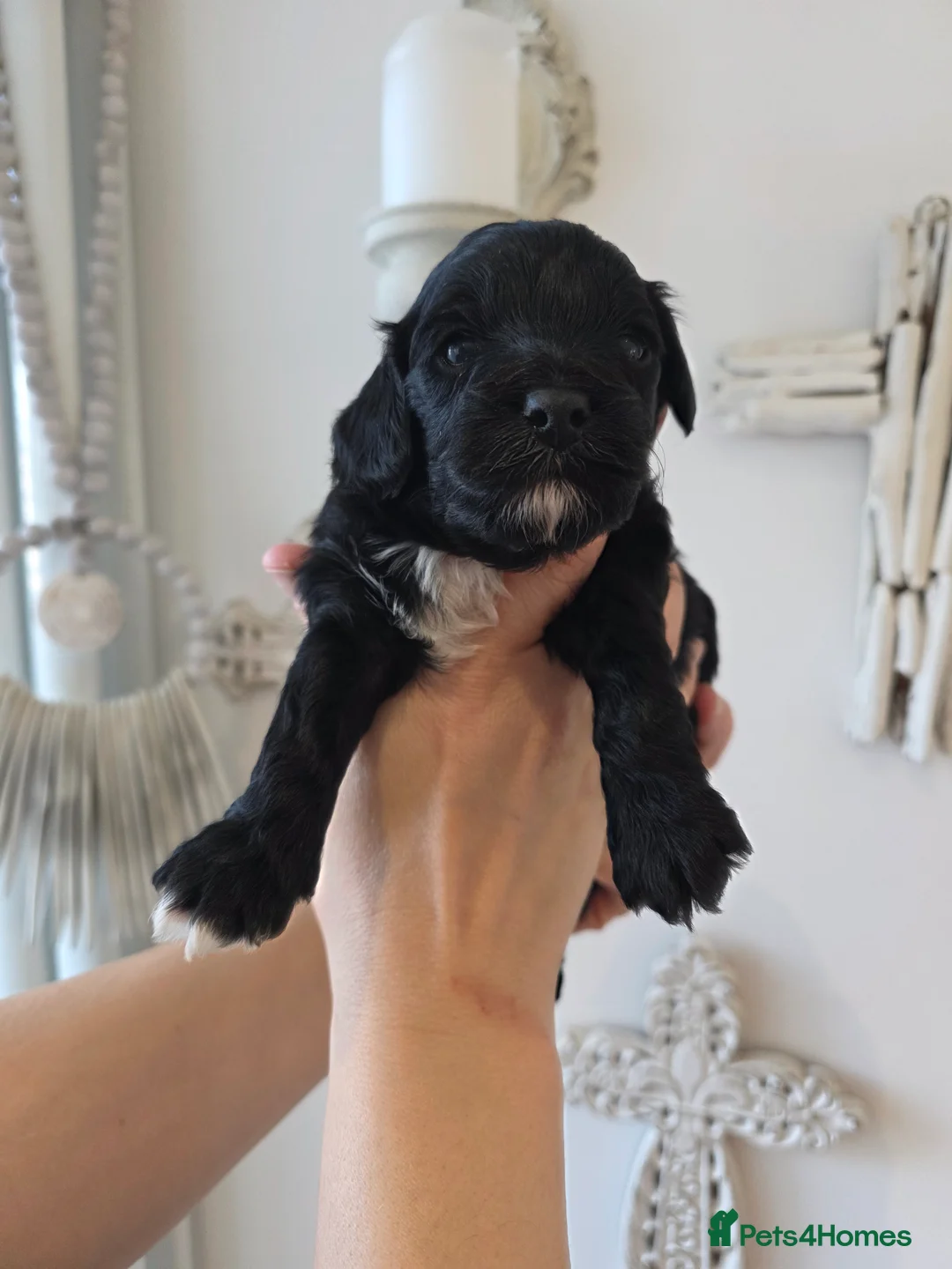 Cavapoo dogs for sale: Beautiful f1b cavapoo boys - Advert 10