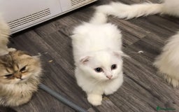 Scottish Fold cats for sale: Scottish fold kittens  - Image 2