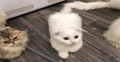 Scottish Fold cats - Advert 5