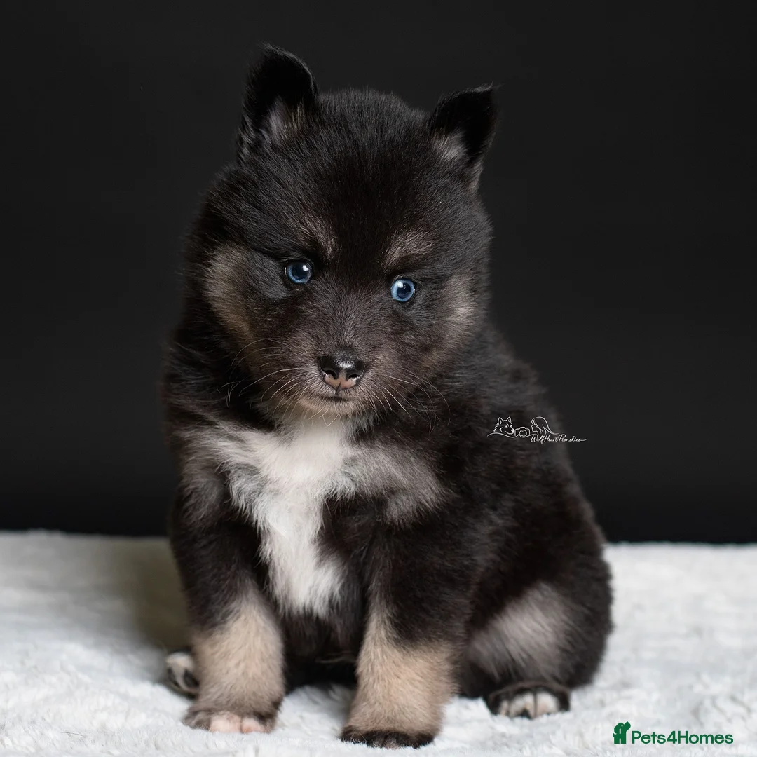 Pomsky dogs for sale: 3.5mnth old Ivy is looking for her special someone - Advert 19