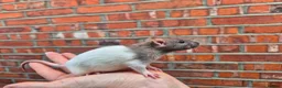 Rat rodents for sale: Male and female rats - Advert 5