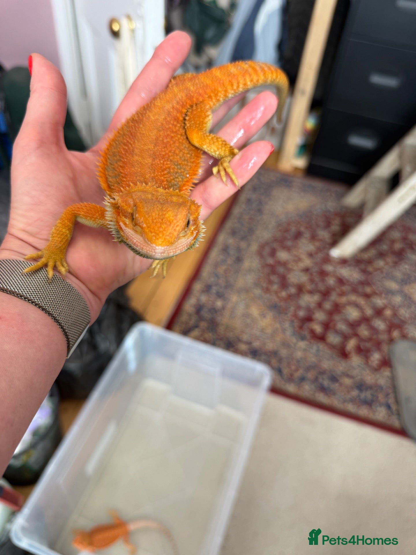 Bearded Dragon reptiles Stunning two bearded dragons - ready to leave!  - Advert 2