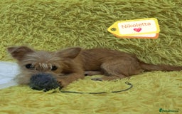 Mixed Breed dogs for adoption: 💖🐶 NIKOLETTA 🐶💖 - Image 3