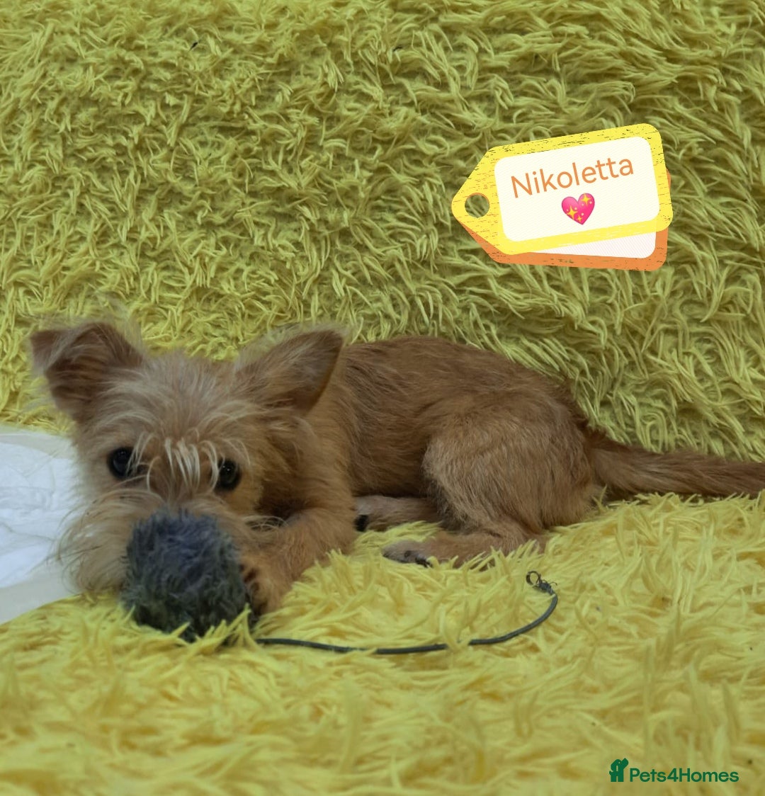 Mixed Breed dogs for adoption: 💖🐶 NIKOLETTA 🐶💖 - Image 3
