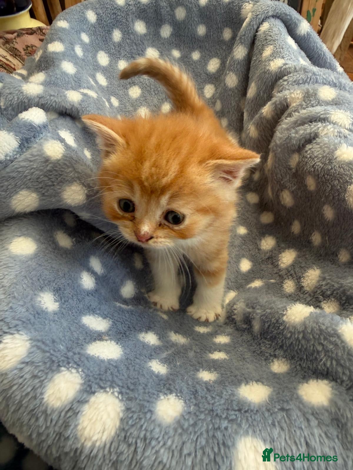 Persian cats Persian x British short haired  - Advert 2