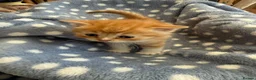 Persian cats for sale: Persian x British short haired  in Canterbury - Advert 9