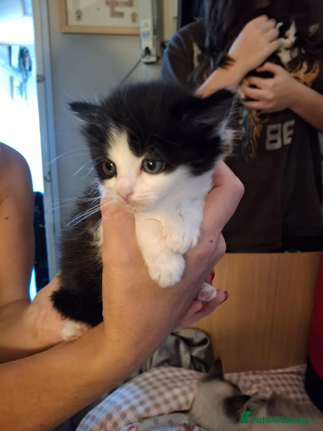 Ragdoll cats for sale: Ragdoll cross in York - Advert 7