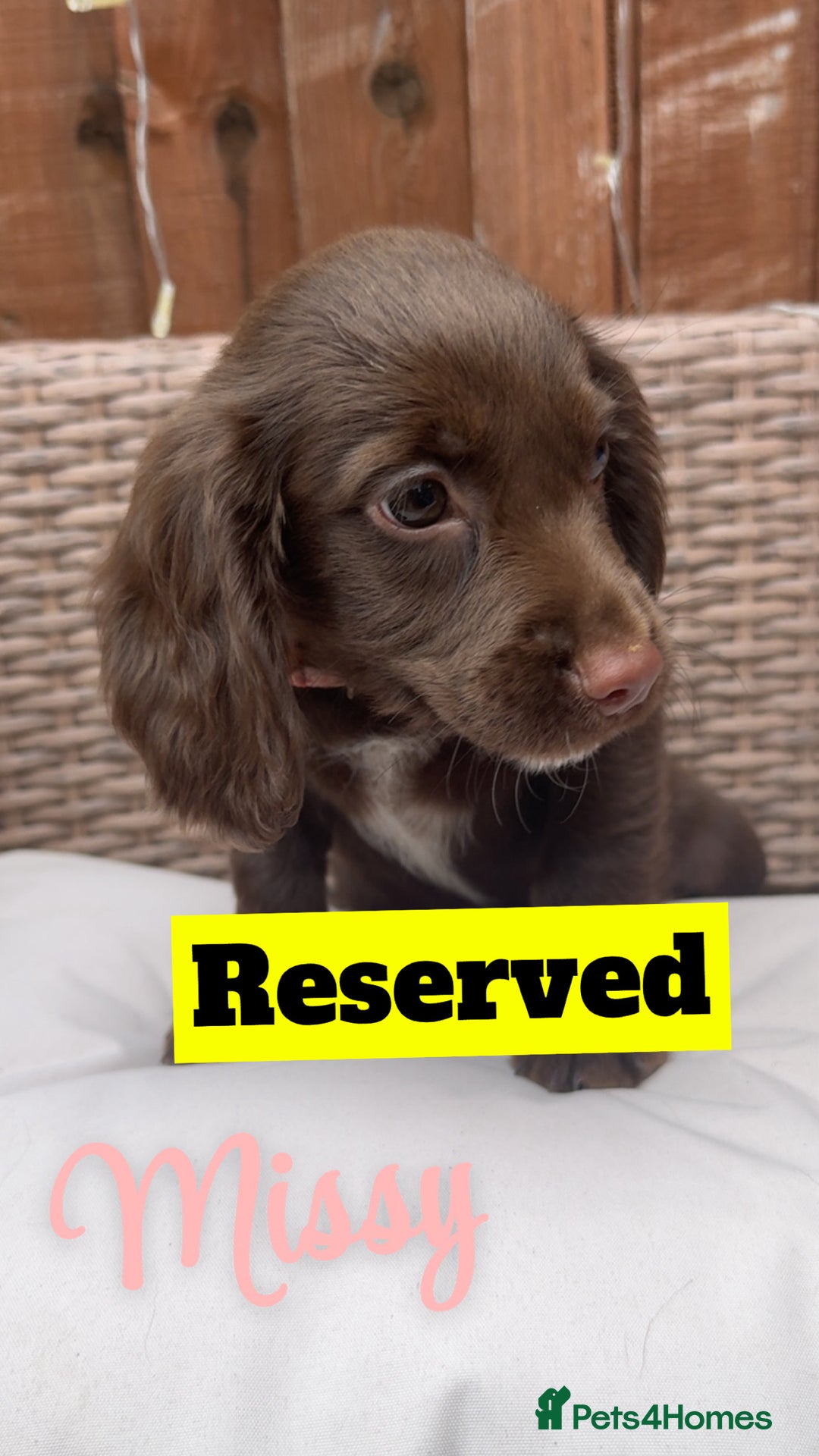 Cocker Spaniel dogs for sale: *1 Puppy left* Cocker spaniels READY TO LEAVE  - Image 8