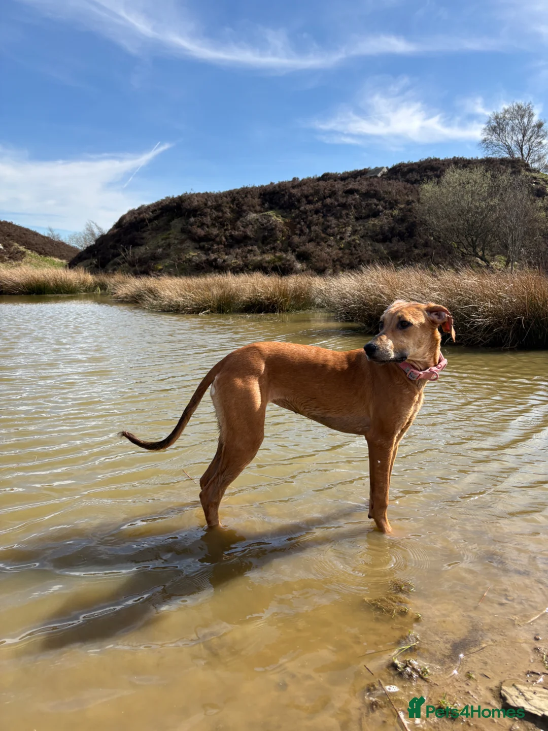 Lurcher dogs for sale: Lurcher - salukixgreyhoundxbullterrier - Advert 1