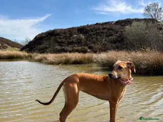 Lurcher dogs Lurcher - salukixgreyhoundxbullterrier - Advert 2