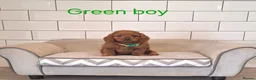 Cavapoochon dogs for sale: Beautiful Cavapoochons 🧡 - Advert 6