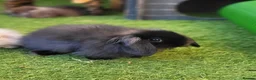 Mini Lop rabbits for sale: Beautiful Mini Lion Lop - READY TO LEAVE - Advert 3