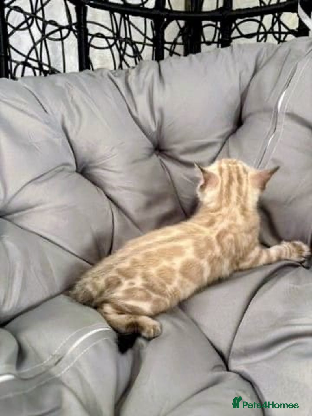 Bengal cats for sale: 🐾Gorgeous Pure Bengals Ready Now🐾 - Image 11