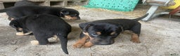 Rottweiler dogs for sale: Clean Rottweiler puppies raised with love and care - Advert 7