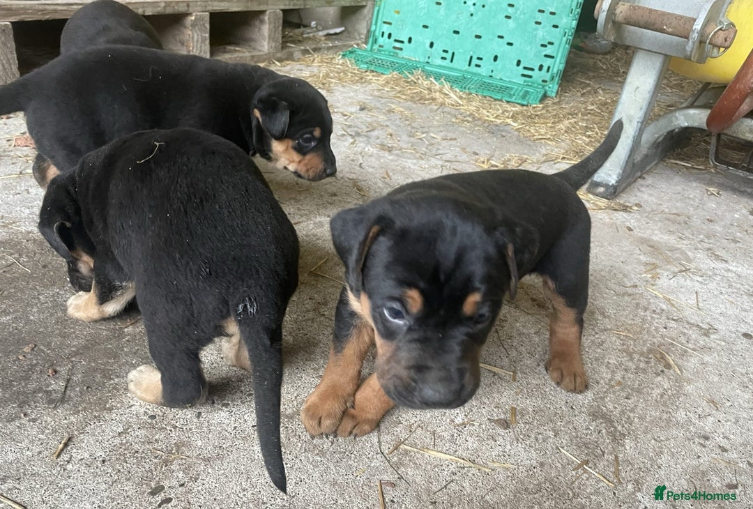 Rottweiler dogs for sale: Clean Rottweiler puppies raised with love and care - Advert 7