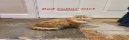 Persian cats for sale: 💖Beautiful Pedigree Chinchilla Persian Kittens.  - Advert 13