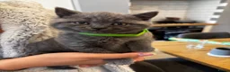 British Shorthair cats for sale: Amazing British short hair kittens!!  in Mirfield - Advert 17