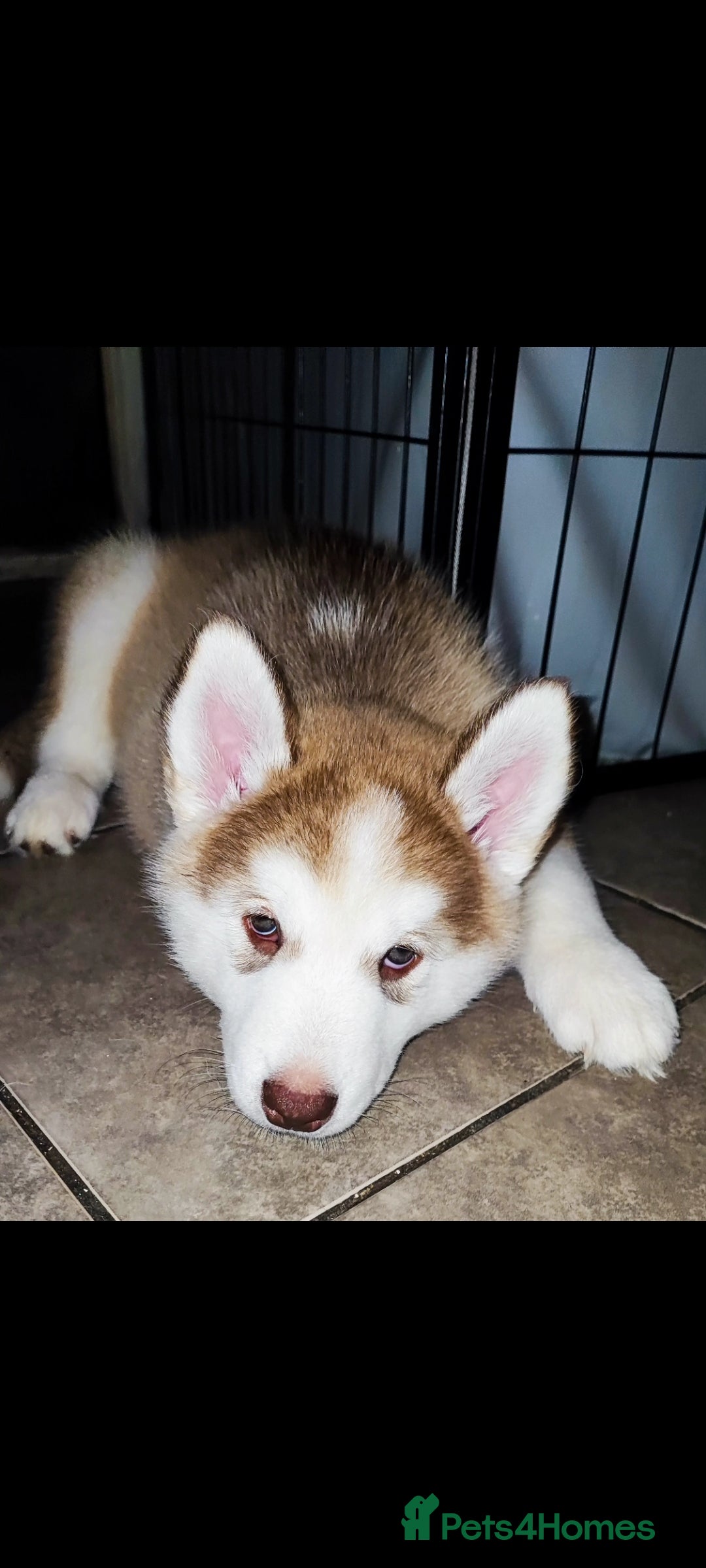 Utonagan dogs for sale: Maliky/ huskymute puppies  - Advert 10