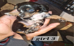 Dachshund dogs for sale: 7 beautiful dachshunds puppys - Image 10