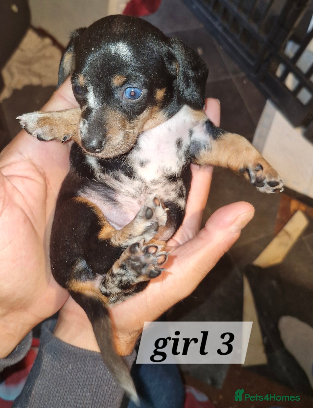 Dachshund dogs for sale: 7 beautiful dachshunds puppys - Image 10