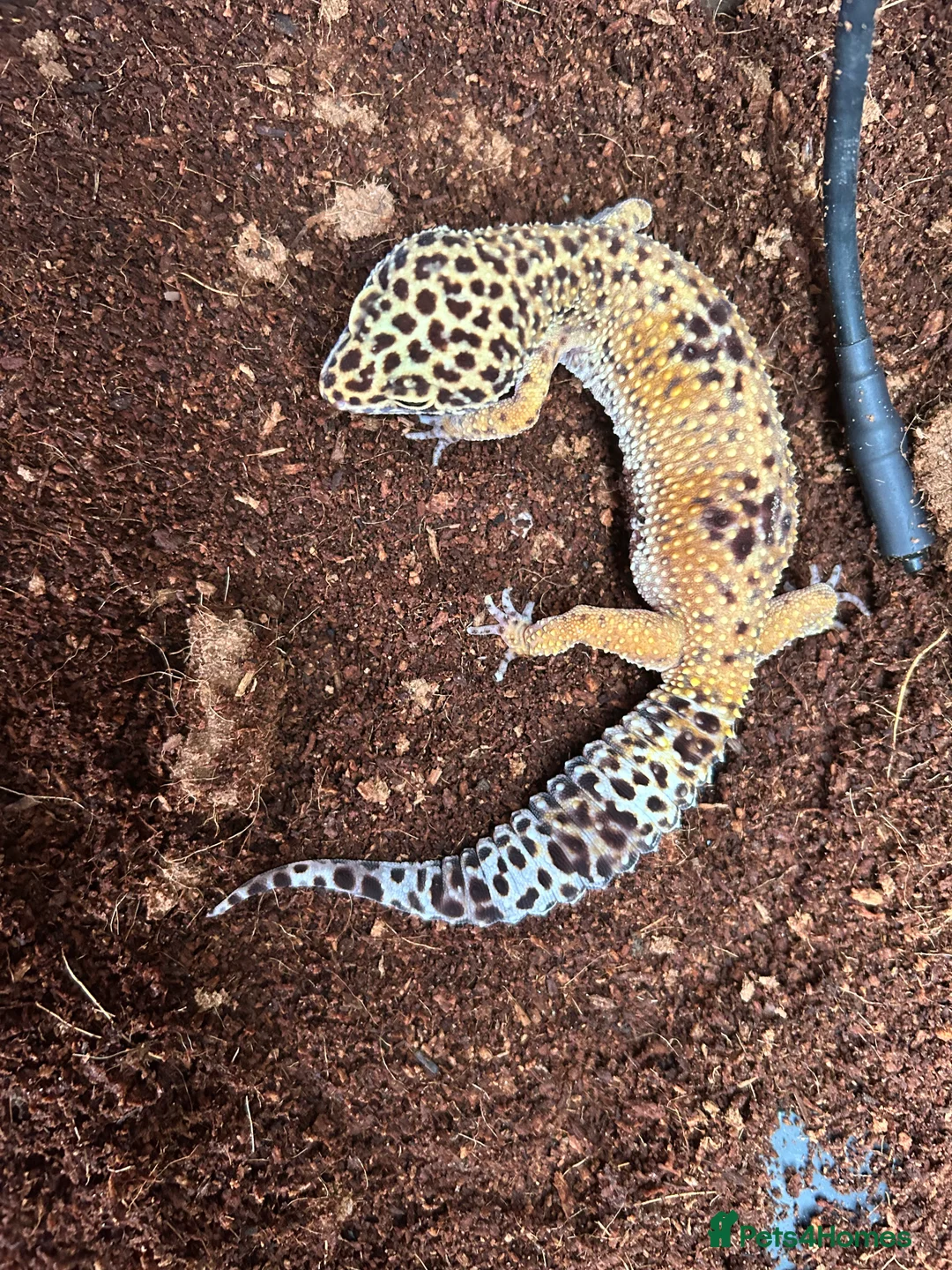 Leopard Gecko reptiles for sale: Male leopard gecko and all equipment  - Advert 2